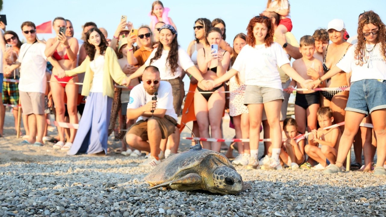 Engelli caretta caretta için seferber oldular: Dünyada bir ilk oldu Haber gorseli
